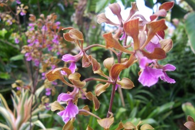 OrchidGarten_10.jpg