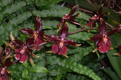 OrchidGarten_04.jpg