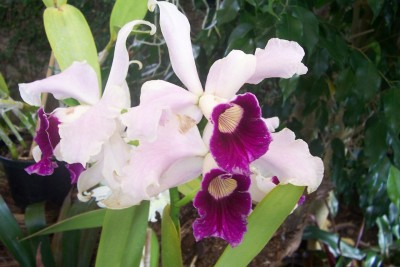OrchidGarten_03.jpg