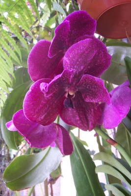 OrchidGarten_02.jpg