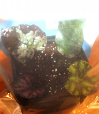 DSCF4582.JPG