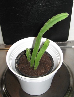 Stapelia.JPG