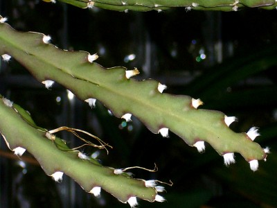 Stapelia oder Rhipsalis 004.jpg