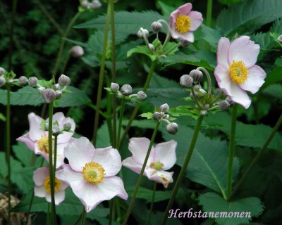 1. Herbstboten w.jpg