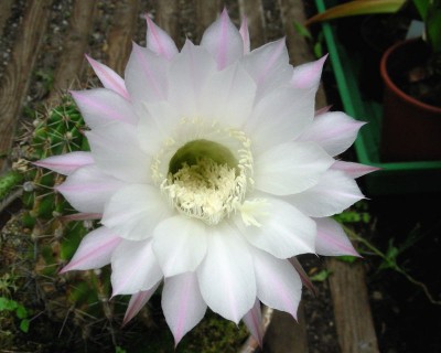 Kaktusblüte 1 w.jpg