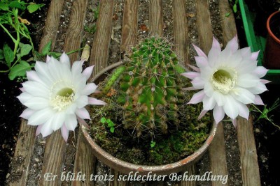 blüht trotz schlechter Behandlung w.jpg