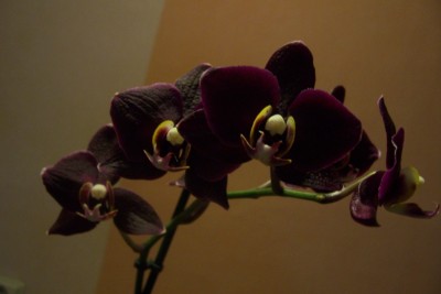 100_4527.JPG