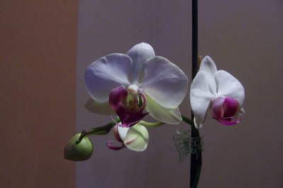 100_4526.JPG