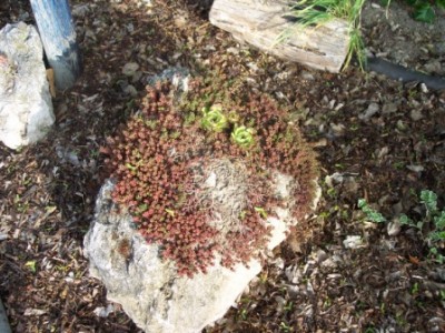 02-0584 Hauswurz auf Stein.JPG