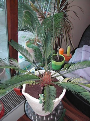 DSCN9488.jpg