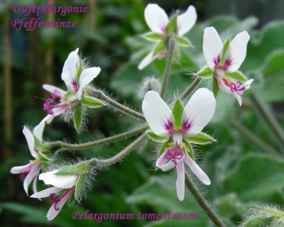 Pelargonium tomentosum w.jpg