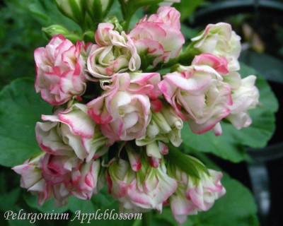 Appleblossom-Peli w.jpg
