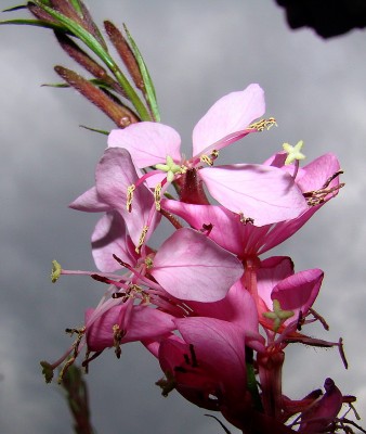 12.07.2008 gaura.jpg