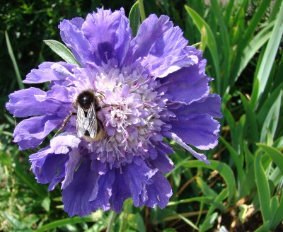 15.07.2008 skabiose.jpg