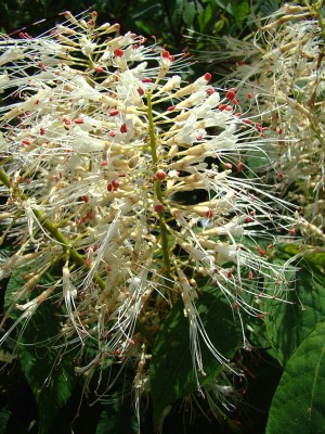 15.07.2008 aesculus parviflora2.jpg