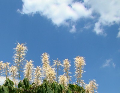 15.07.2008 aesculus parviflora1.jpg