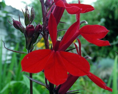 Kardinals - Lobelie w.jpg