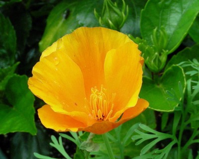 Kalifornischer Goldmohn Echolzia w.jpg
