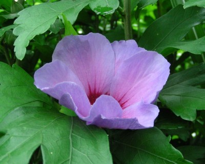 1. Gartenhibi-Blüte w.jpg