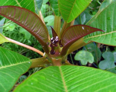 Plumi 2. Stamm w.jpg