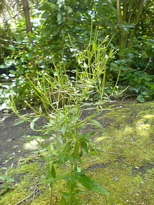 was-ist-das-1.jpg