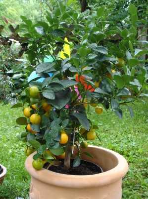 citrus.JPG
