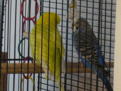 Pixie&amp;Charly.JPG