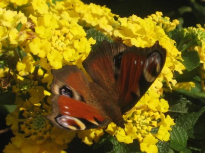 Img_3155.jpg