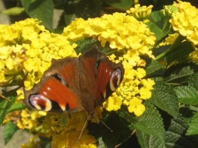 Img_3154.jpg
