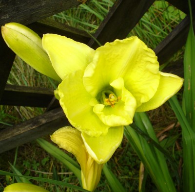 sommerlilie gelb.JPG