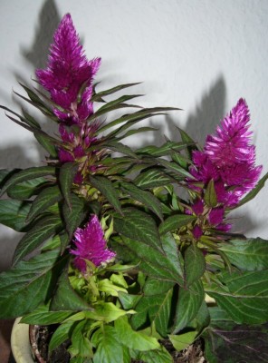 Wer kennt diese lila Pflanze? Celosia &lsquo;Caracas&rsquo; · Pflanzenbestimmung