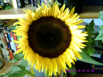 Sonnenblume Jonas.JPG