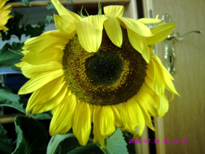 Sonnenblume Elias.JPG