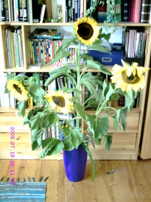 Sonnenblumen.JPG