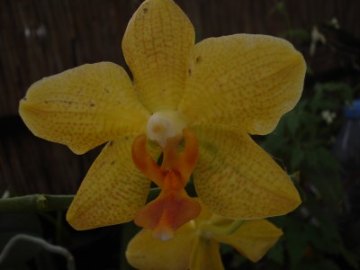 Juli 2008 006.jpg