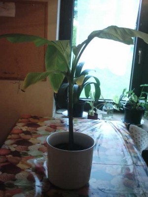 Banani.jpg