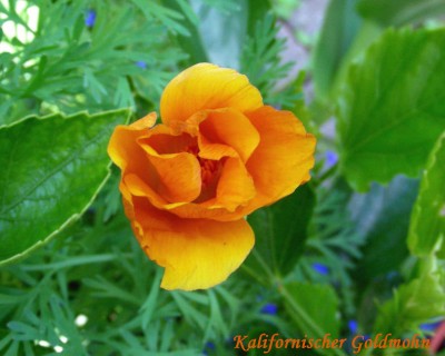 Goldmohnknospe w.jpg