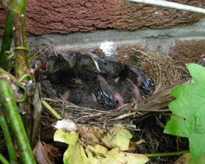 3 junge Amseln w.jpg