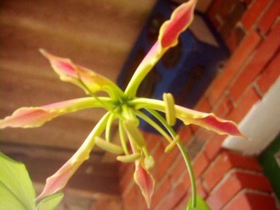 Blumen 20.07.08 024.jpg