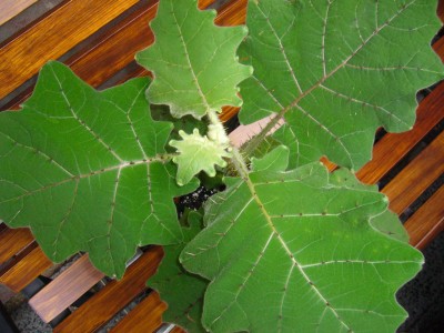 Himmelsbilder 032.jpg