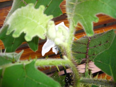 Himmelsbilder 031.jpg