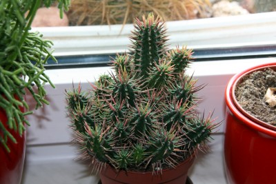 euphorbiasubmammilaris.jpg