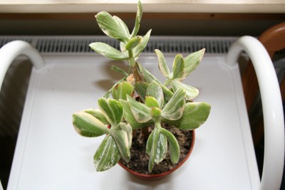 crassulaovatavariegata2.jpg