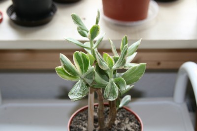 crassulaovatavariegata1.jpg