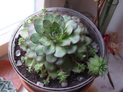 sempervivum1.jpg