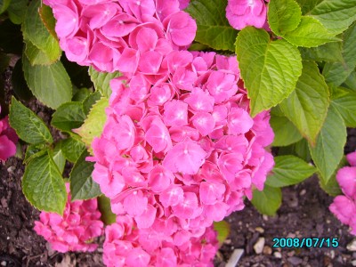 Blumen im Garten und Hof 005.jpg