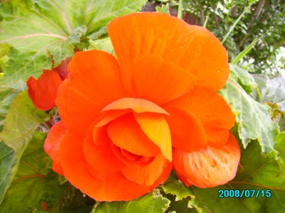 Blumen im Garten und Hof 002.jpg