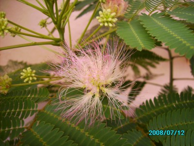 Blumen im Garten und Hof 001.jpg
