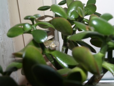 crassula_silber1.jpg