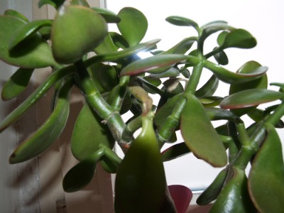 crassula_nah.jpg